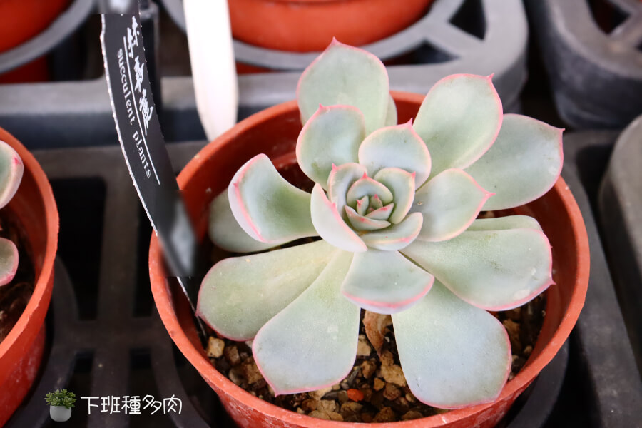 斯嘉麗多肉的基本特性，「斯嘉麗多肉的葉片排列得像朵玫瑰花」