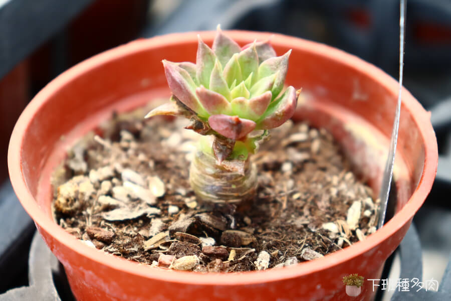 斯嘉麗多肉常見問題處理，斯嘉麗多肉最常見的問題包括徒長、葉片變軟、葉片掉落或腐爛，多是因為光照不足或澆水太多。