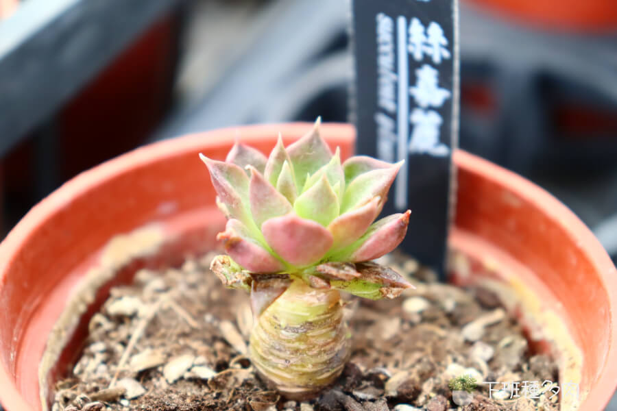 適合的栽培介質，斯嘉麗多肉最好的土配方是礦物質土和有機質大概7:3的比例
