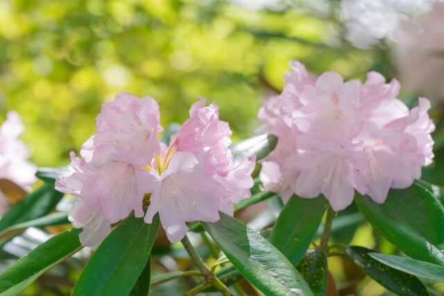 杜鵑花適合陽台的灌木品種