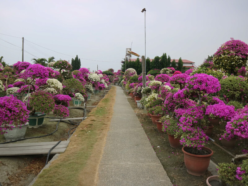 九重葛,陽台藤本植物指南