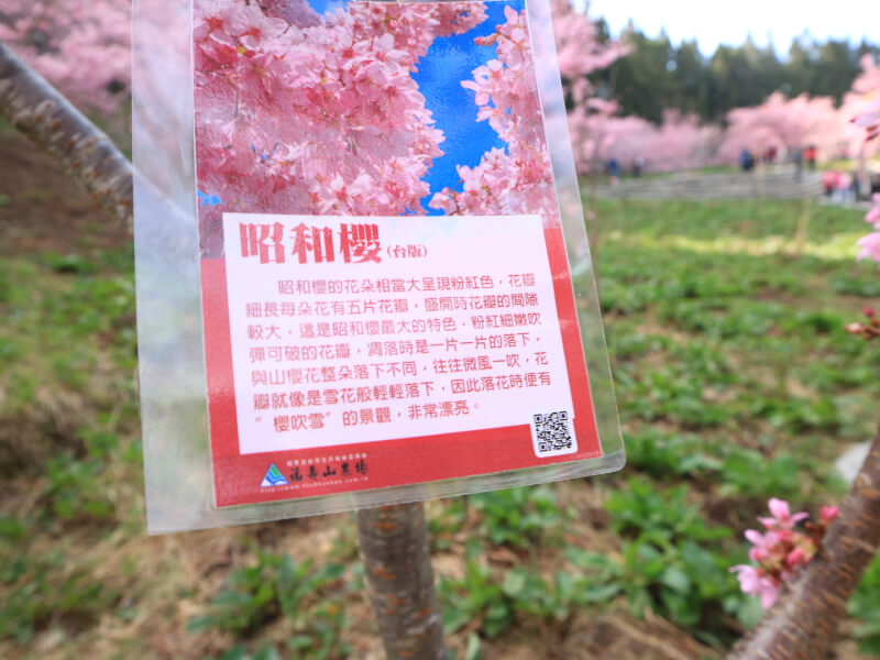 櫻花,適合陽台的樹木推薦