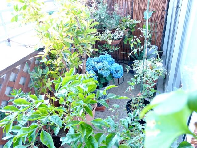 大型陽台的木本植物選擇,可以考慮種小型樹木