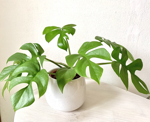 陽台適合種什麼花草,陽台灌木類植物推薦