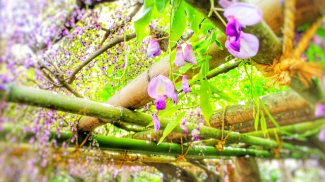 藤本植物種植方法,用竹竿、鐵網或花架固定