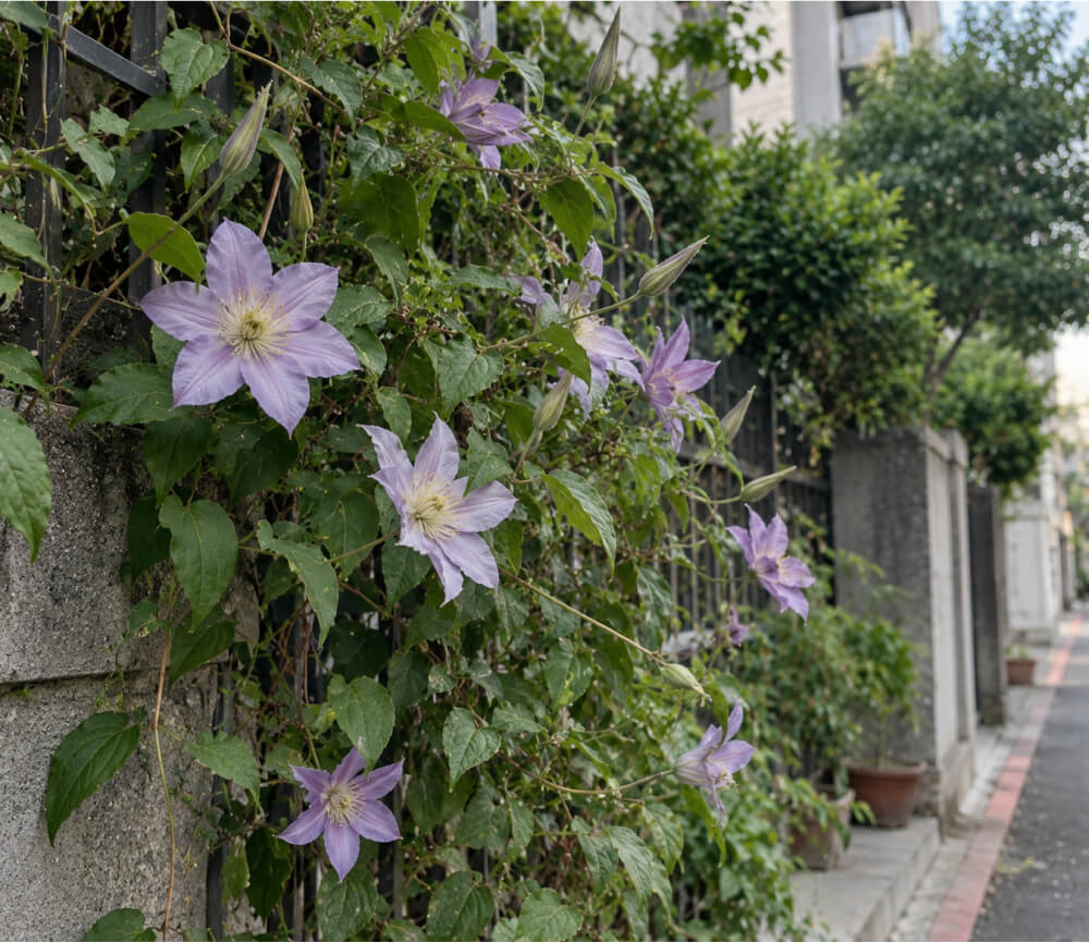 路邊花架上的鐵線蓮花朵