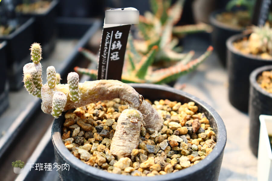 正確的澆水方法，白雞冠仙人掌的日常照顧