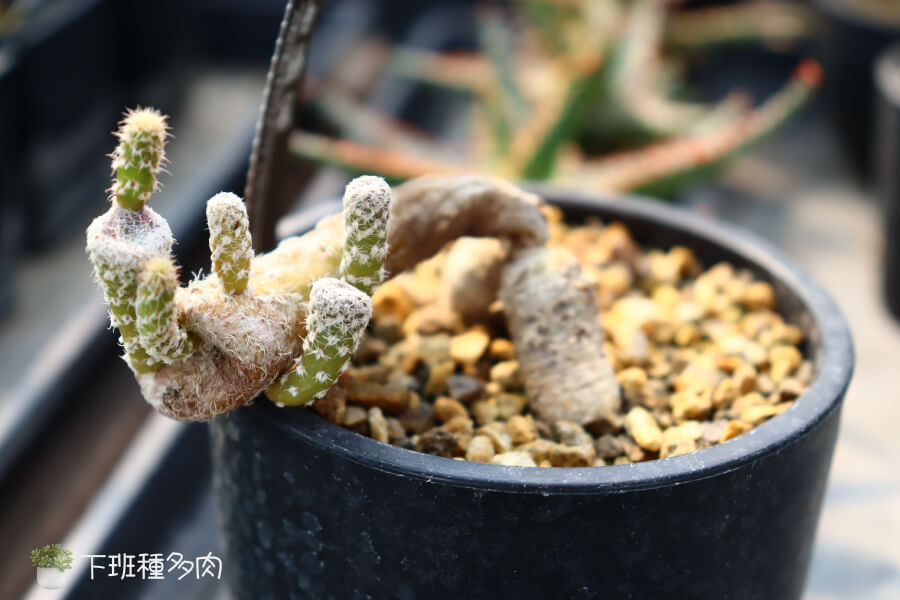 觀賞與收藏價值，白雞冠在多肉植物愛好者受歡迎