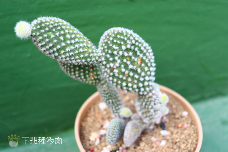白烏帽子仙人掌圖鑑基本資料