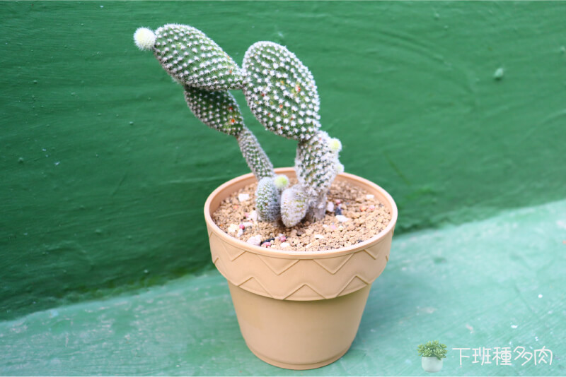 5種造型特別的多肉植物,白烏帽子-常被暱稱為「米老鼠」