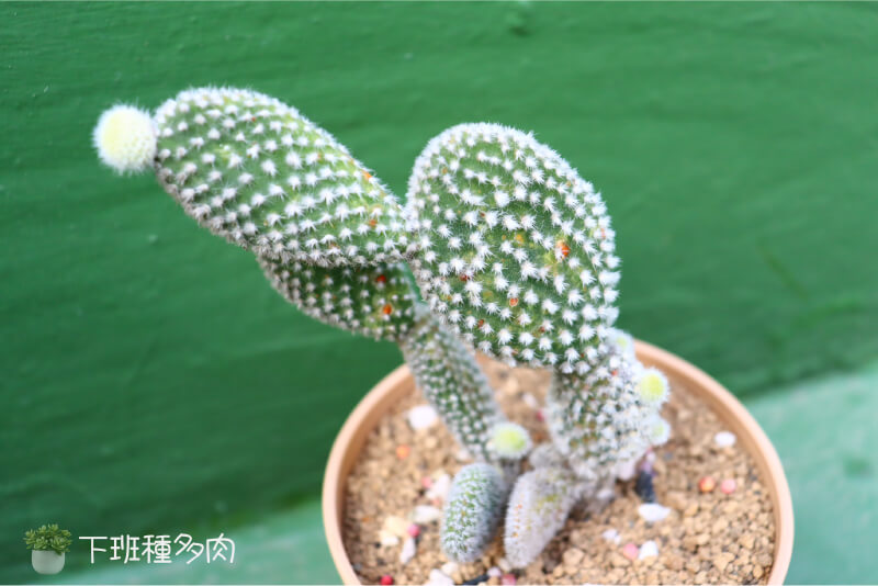 白烏帽子徒長，最常見的是根部腐爛，通常是因澆水過多或排水不良