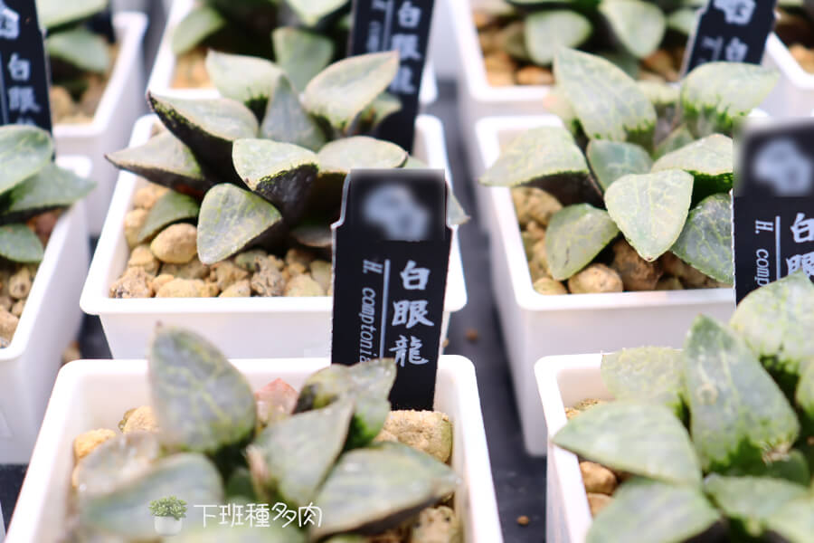 白眼龍基本種植要點，白眼龍喜歡乾燥、通風良好的環境，不耐水濕，生長速度較慢，需要耐心照顧。
