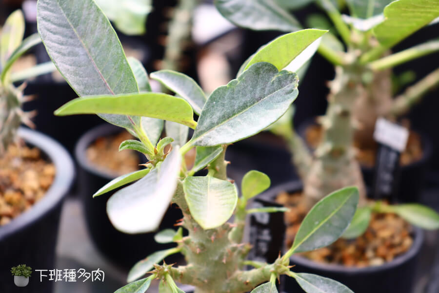 溫莎瓶幹基本資料，這種植物主要特點是瓶狀的莖幹，全身有短刺，深綠色有光澤的葉子，最特別的是它開紅花。