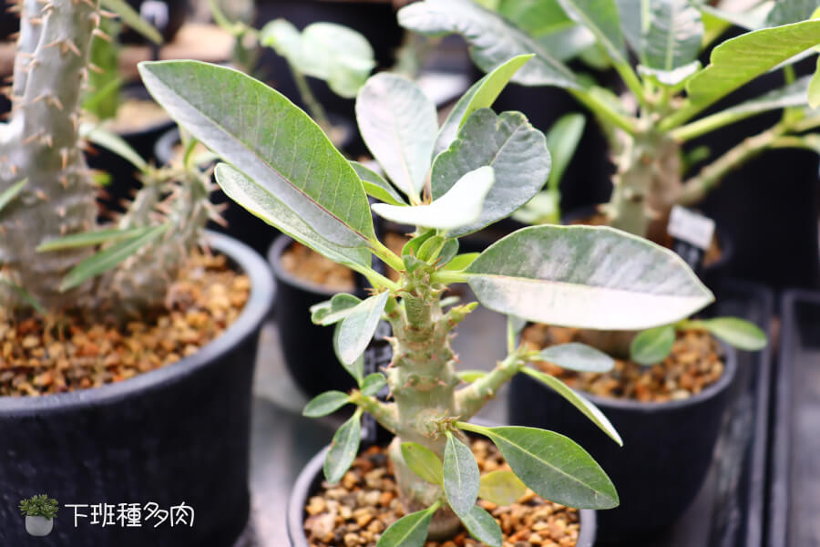 溫莎瓶幹季節性管理，溫莎瓶幹的照顧需要跟著季節變化調整。